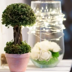 Arbuste Vert Dans Pot