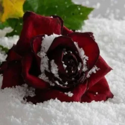 Neige Artificielle Instantan E En Canette Magique