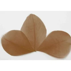 Plume Feuille Pas Cher X 96 Pi Ces