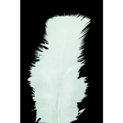 Plumes Pieds Plats Blanc X100Pcs